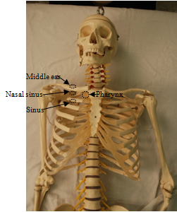 fig 15